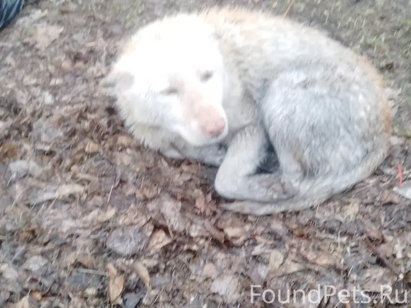 Найден контактный добрый пёс