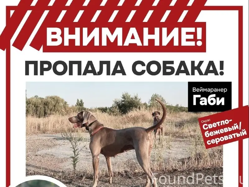 Пропала веймарская легавая Габи, п. Энем