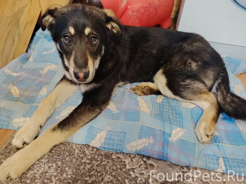 Найдена собака, СНТ Содышка