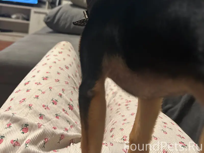 Пропал кобель Веня, Куйбышевский посёлок