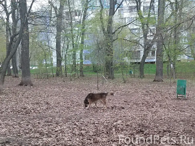 Найден пес в ошейнике, возможно потерялся, [сквер около 139 школы]