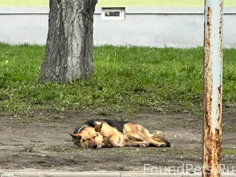 Найден пёс с ошейником, ищет хозяина