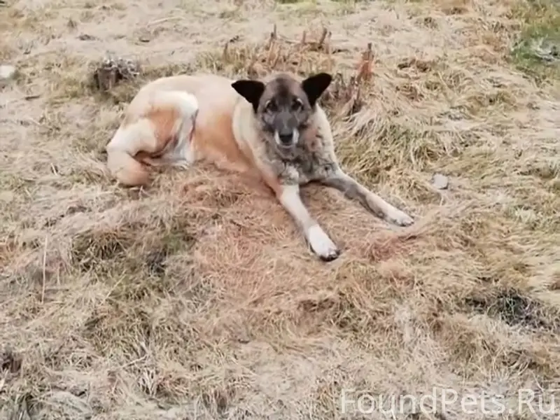 Найденна собака, СНТ 'Любитель'