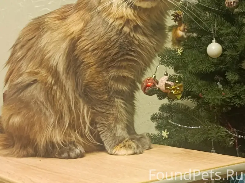 Пропала кошка, переулок Стрелецкий
