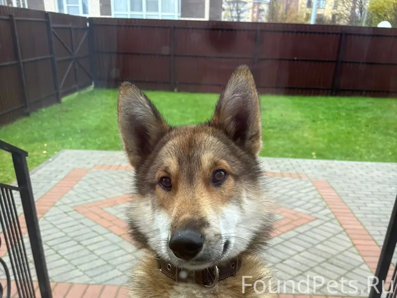 Пропал пёс Гард, район Парка ветеранов