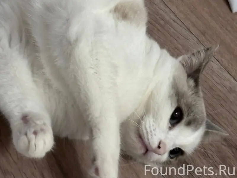 Пропала кошка, Восточная 10