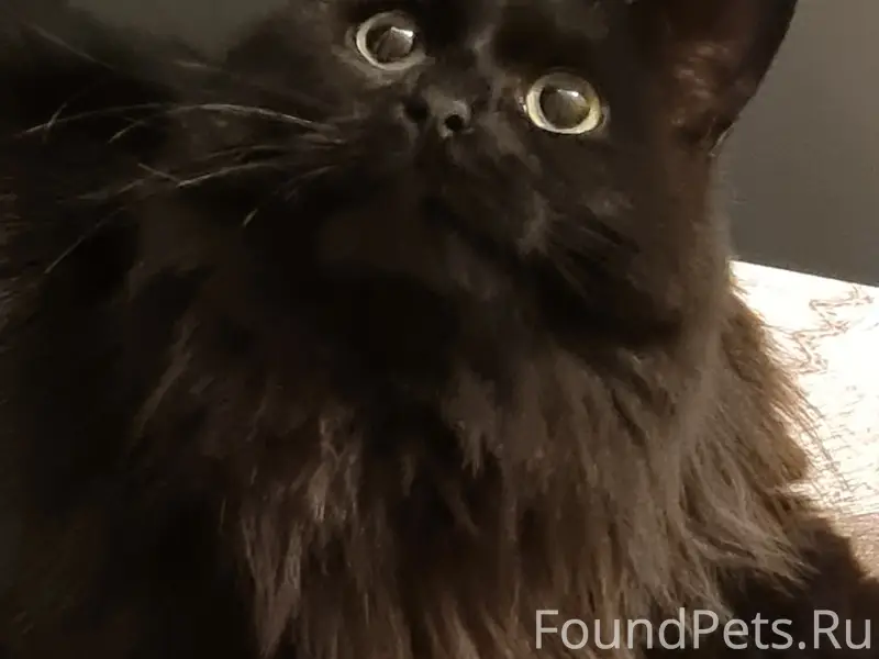 Найдена кошка, улица Бутлерова 30