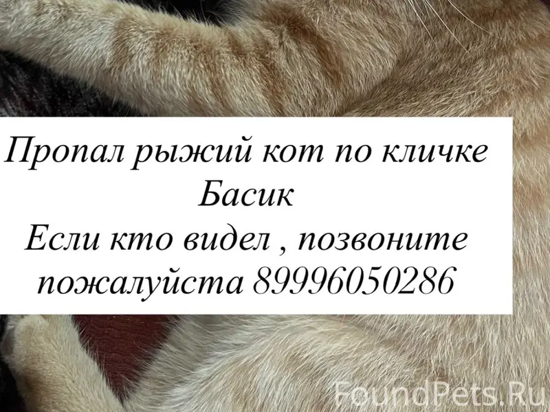 Пропал кот Басик, Заводской район