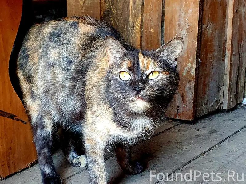 Пропала кошка Мира 6