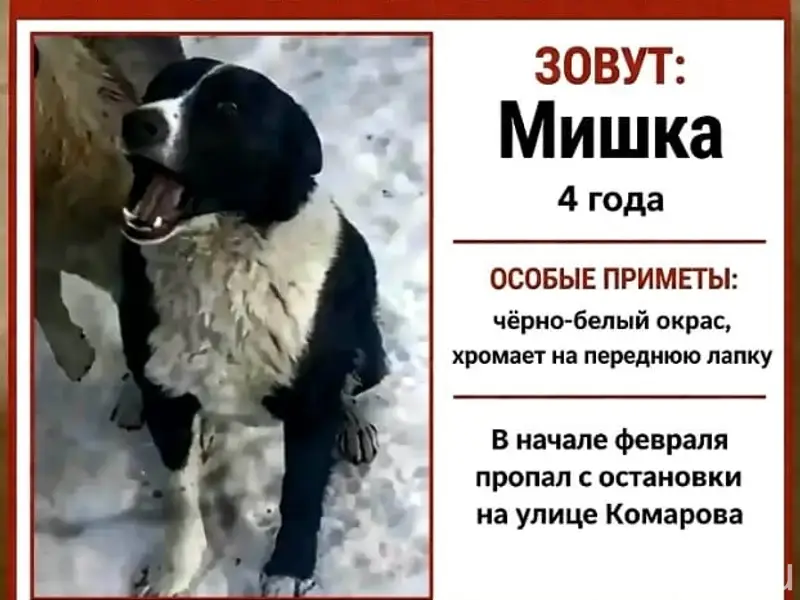 Пропал пёс Мишка, Советский район