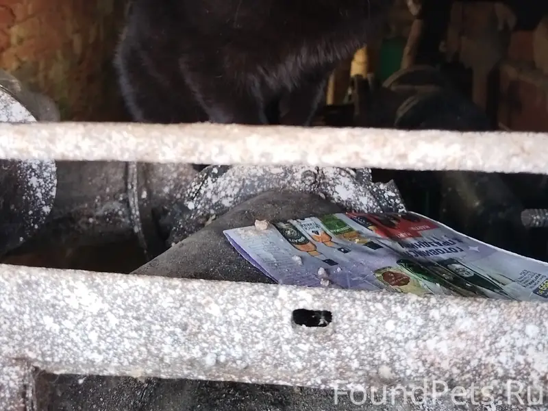 Найден чёрный кот, г. Электросталь