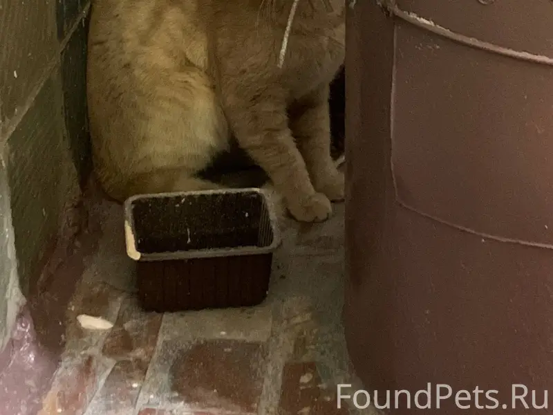 Найдена кошка, Электросталь, ул. Победы