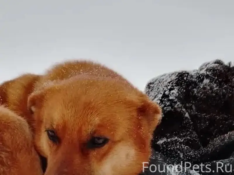 Пропала собака, территория Меридиана (Бархатова), Омск