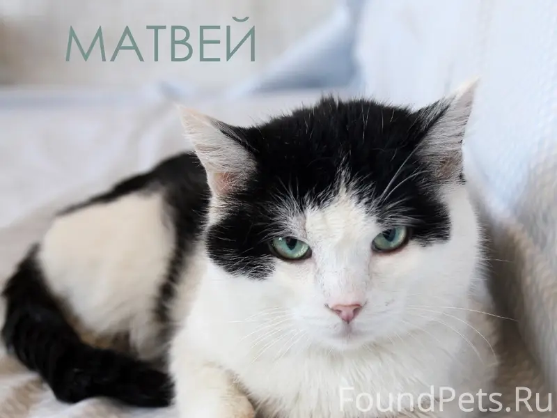 Найден кот Матвей, Томск