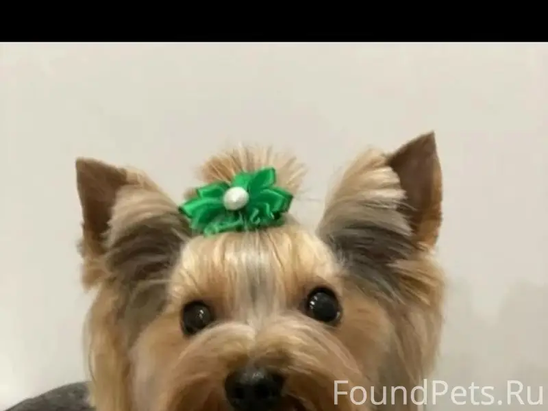 Пропала девочка йоркширский терьер Ева, район Филиппова