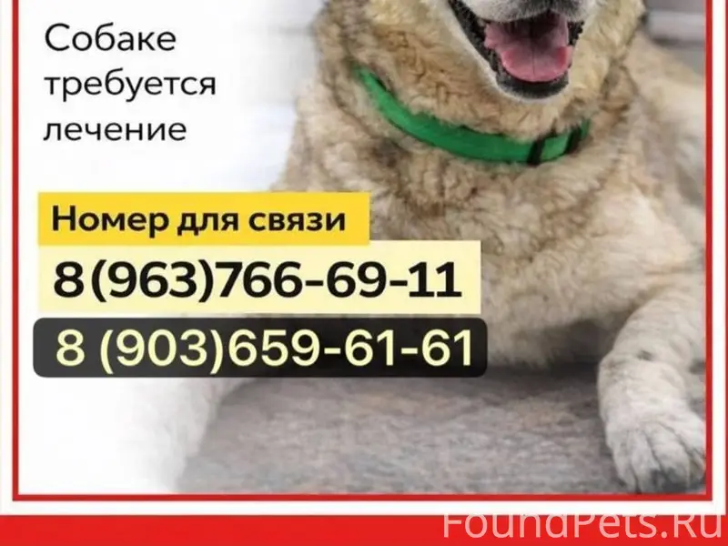 Пропала собака Ника, помесь с лайкой, Тула