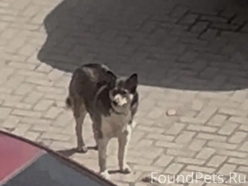 Найден пёс, Клыкова
