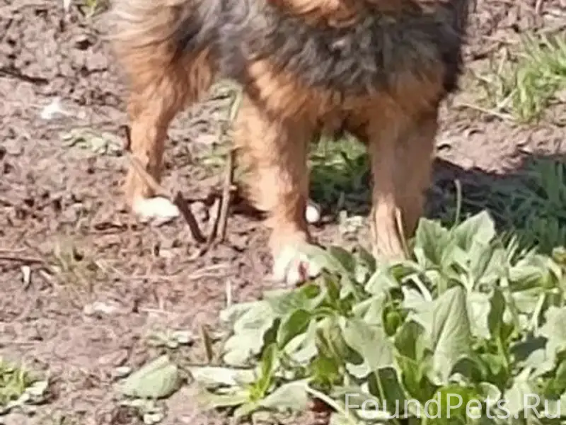 Найден шпиц, посёлок Зубчаниновка