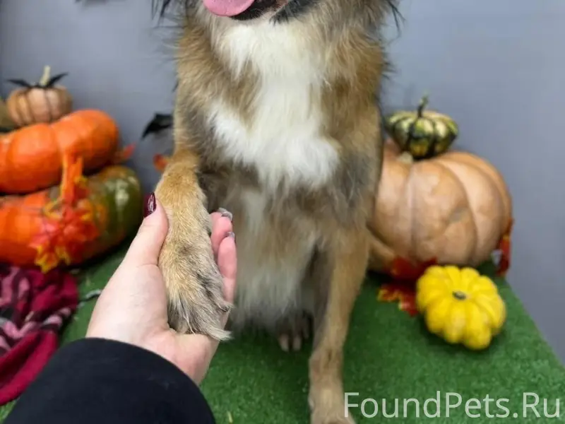 Пропала собака Белла, г. Батайск