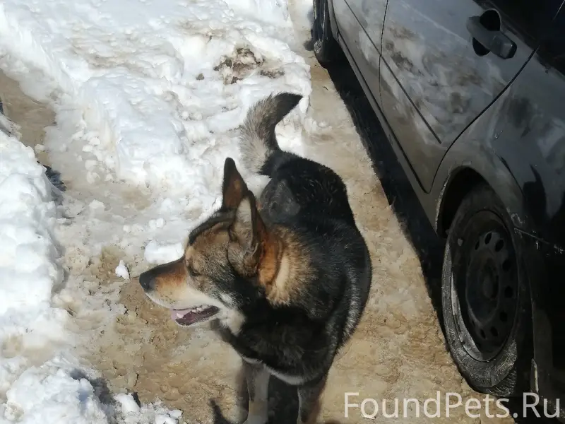 Пропала собака, 506 км