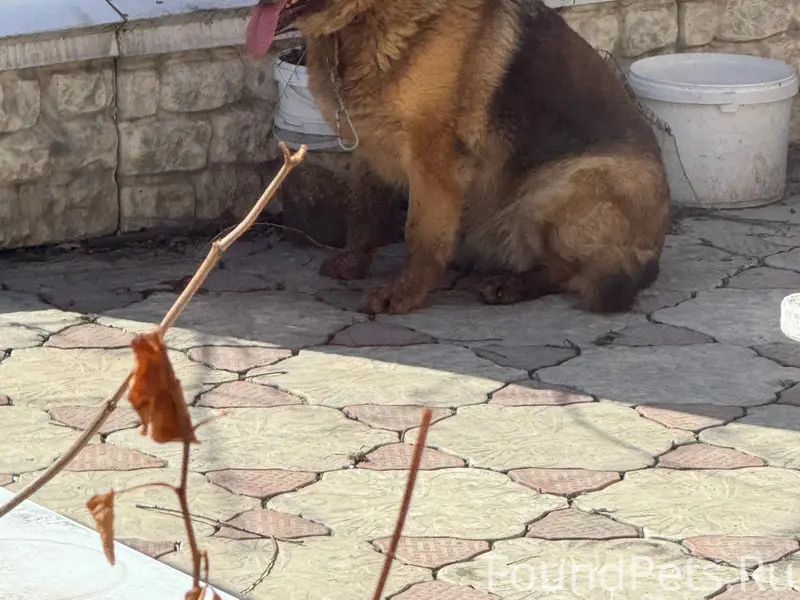 Пропала собака, Мыски, грэс