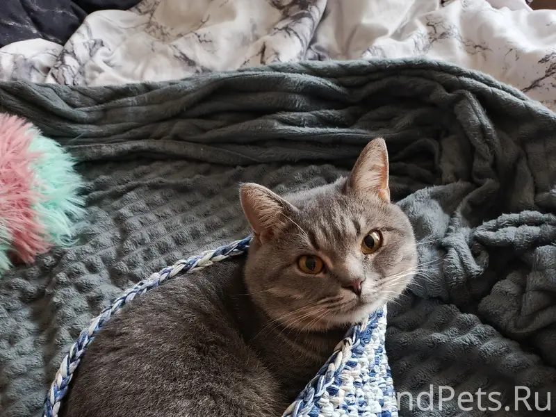 Пропал кот Дениска, улица Королёва