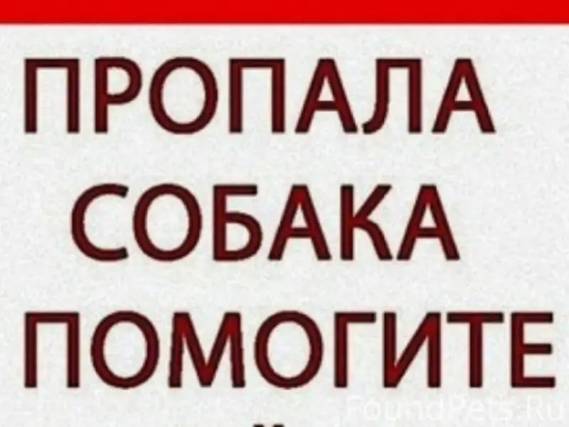 Пропала собака Линда, Киндяковка