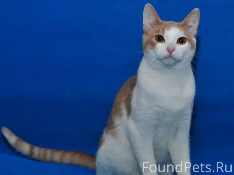 Найден кот