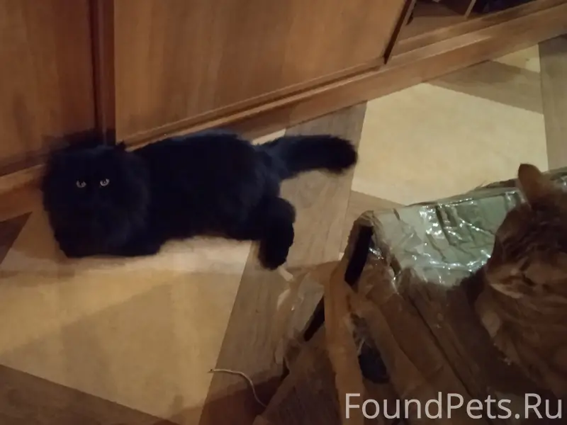 Пропал чёрный кот, Кискелово