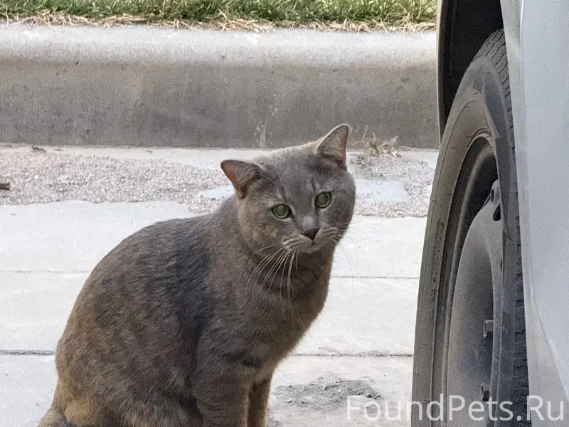 Найден кот жемчужного окраса, между Невской 9 и 11/1