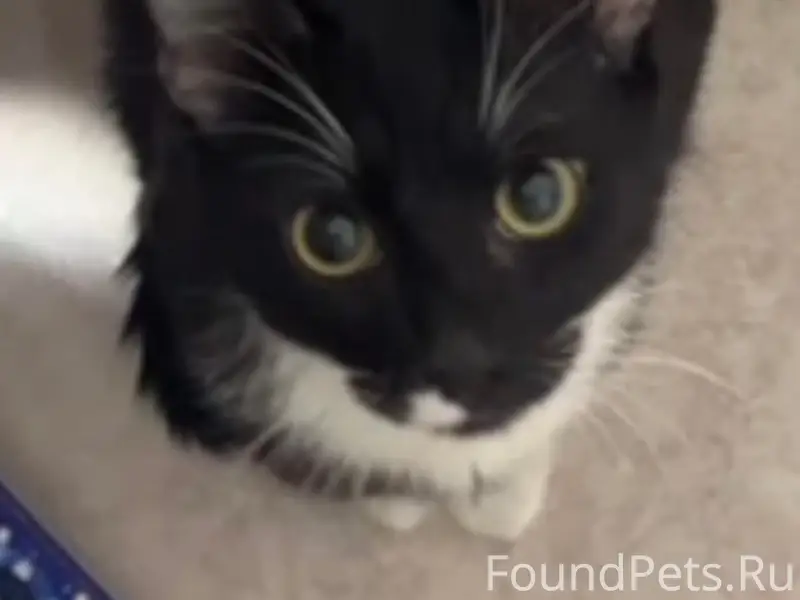 Пропал кот Черныш, район ЖК «Сказочный лес»