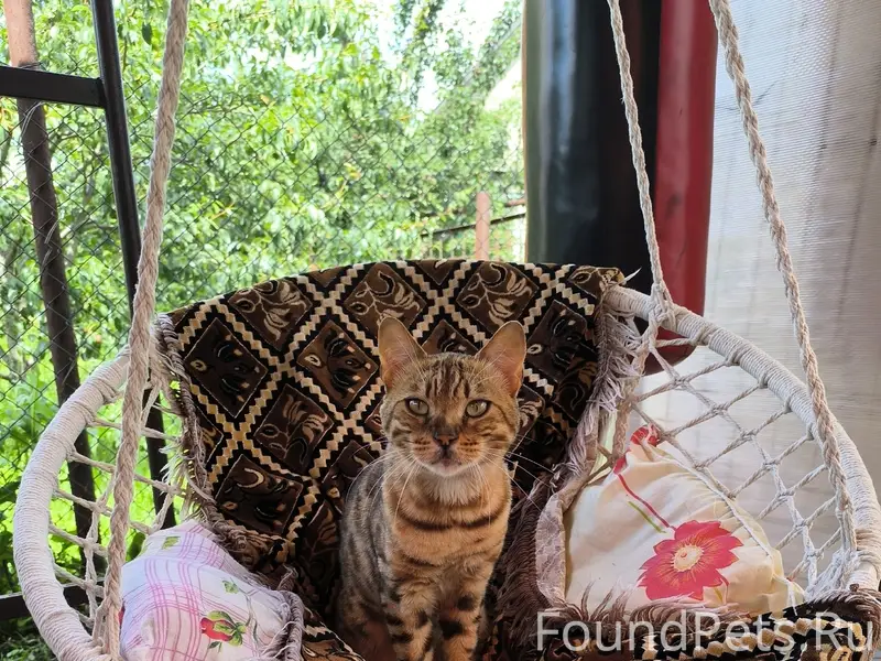 Пропал кот, район Ласки