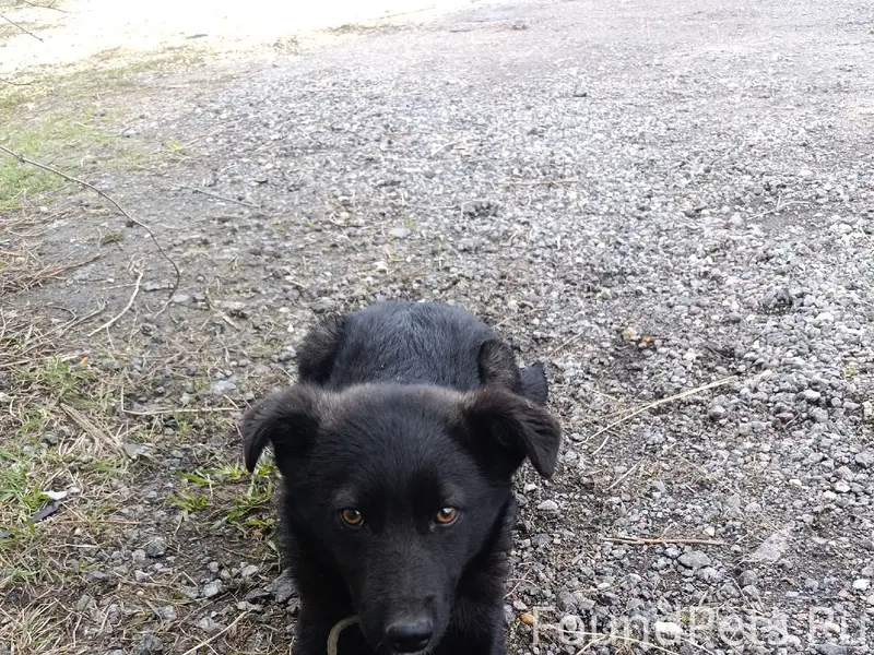 Пропала собака, район 10-я шахта, снт Металлург-2