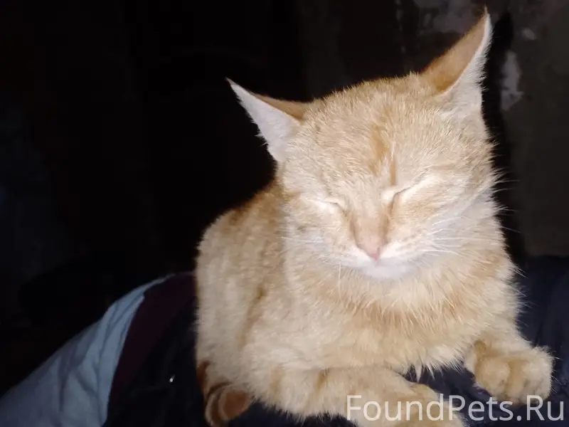 Пропал рыжий кот, Советская/Тургенева