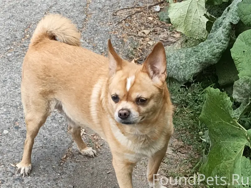 Пропал Ричи, район проспекта Серова