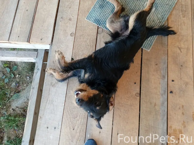 Пропал пёс Персей, улица Нагорная