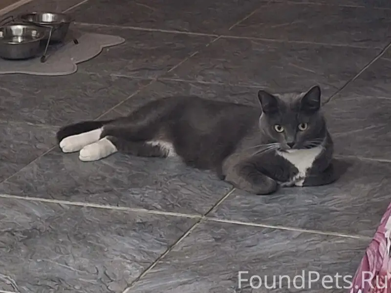 Пропал кот Миша, ул. Луначарского, Ватутина