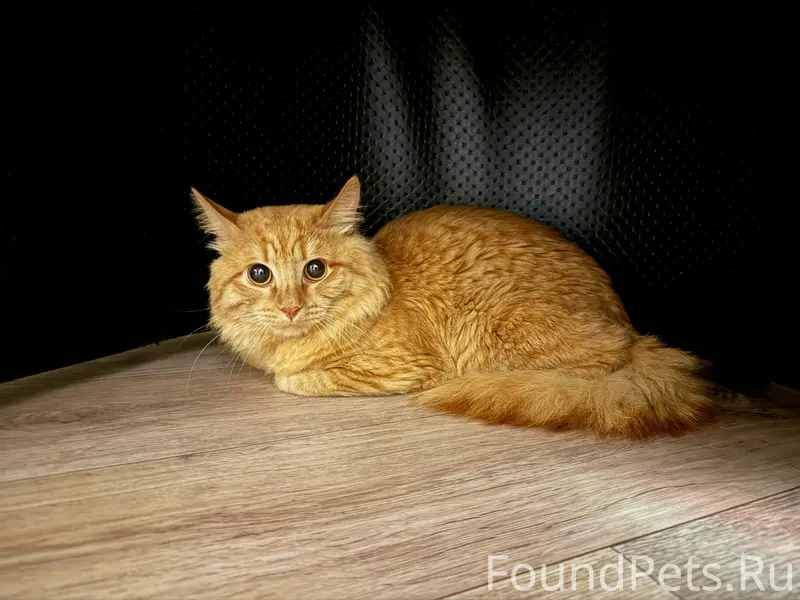 Найден кот, Солнечный, Воздвиженская 14