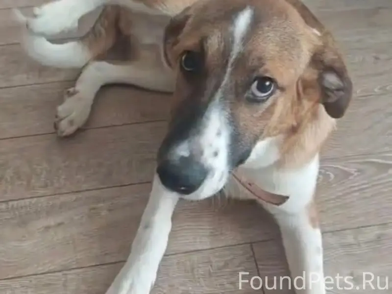 Пропал щенок Фокс, рыжий с белыми пятнами