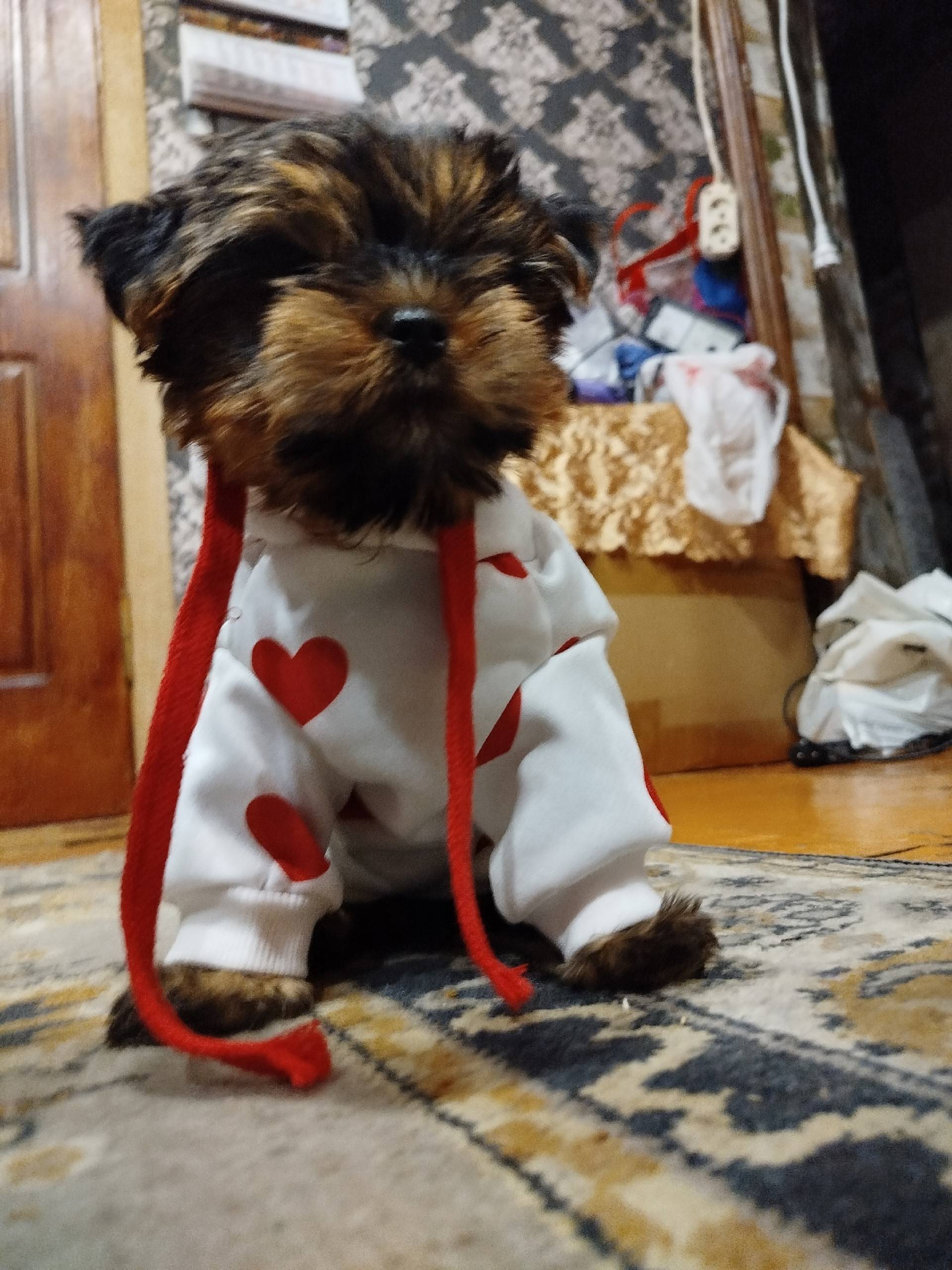 Пропал щенок, село Новые Дарковичи