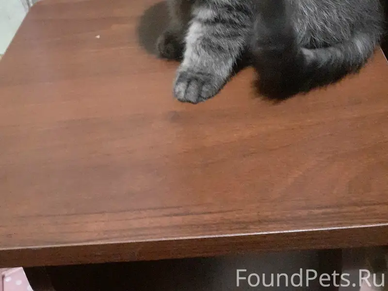 Пропал кот Вася