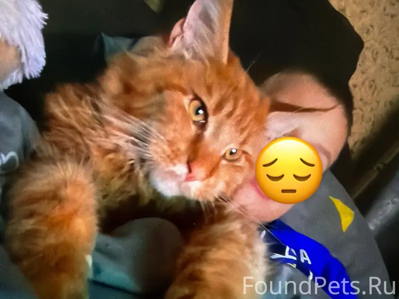 Пропал мейн кун Чубайс, район Рыбное