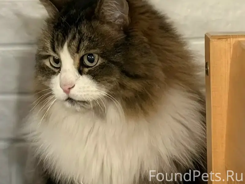 Пропал кот Котя, район Подковы