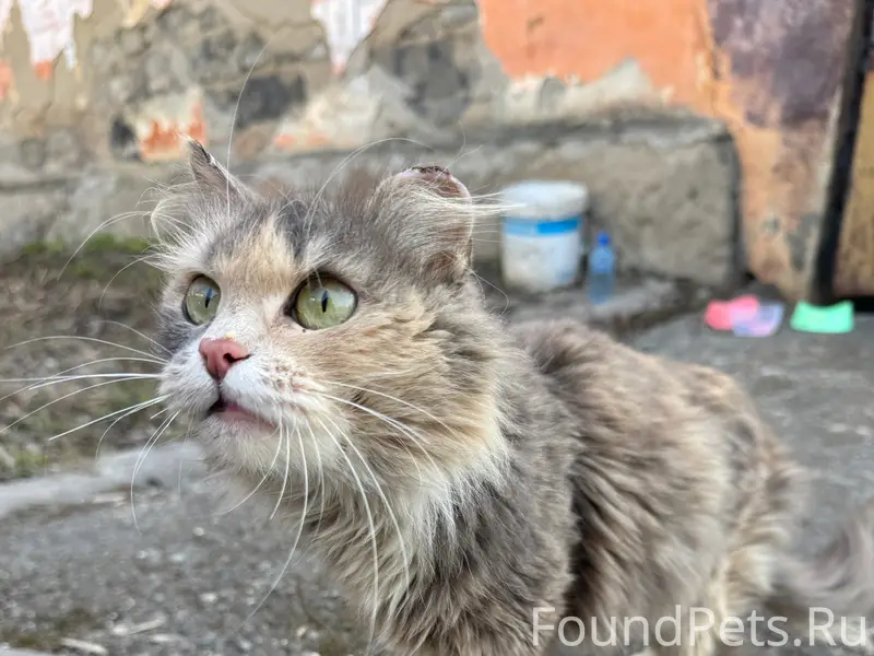 Найдена кошка, Дзержинский район