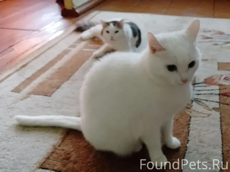 Пропала кошка, второй городок