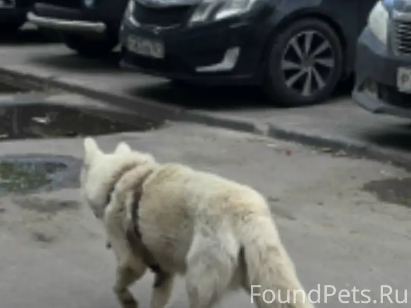 Пропала собака, Ростов-на-Дону