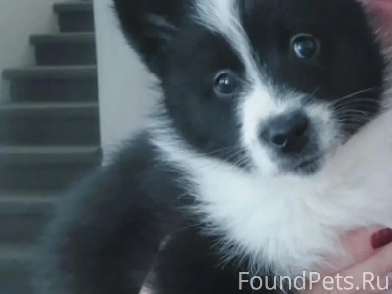 Пропал щенок Грей, район ул. Конева