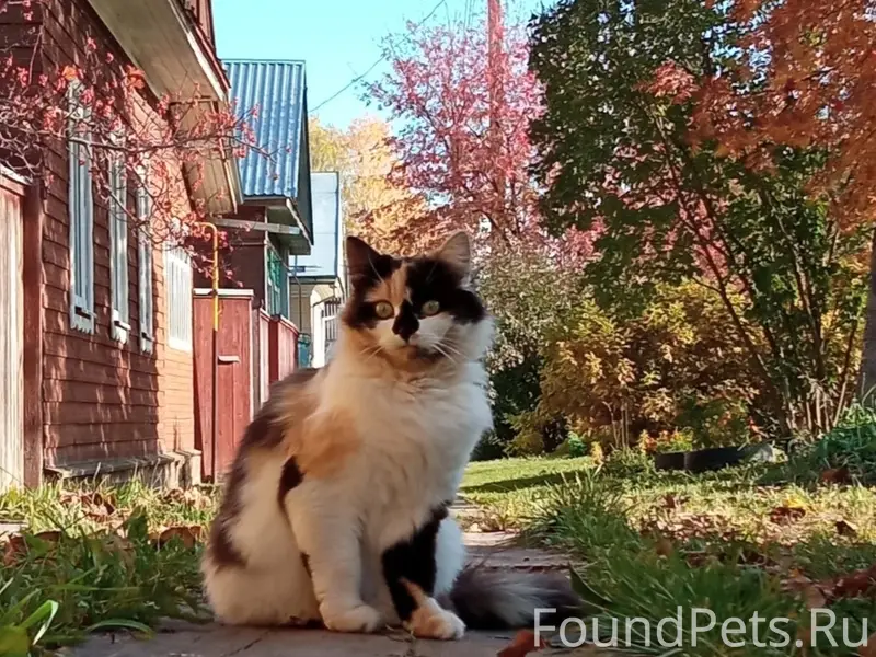 Пропала трёхцветная кошка, Пушкариха