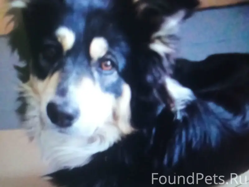 Пропал пёс Бим, Петушки