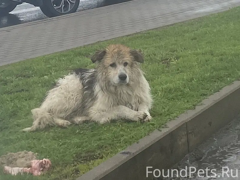 Найден пёс Аксель, у Пятерочки